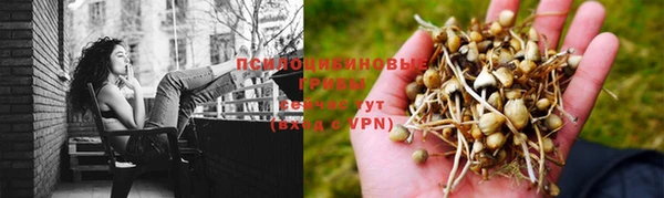 прущие грибы Елизово