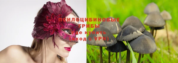 прущие грибы Елизово